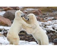 OZLHSP christmas puzzle 1000 Bears Fight Animals 75x50cm