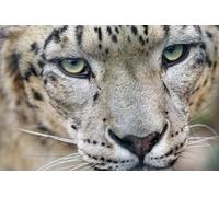 OZLHSP christmas puzzle 1000 Irbis Big Cats Animal 75x50cm