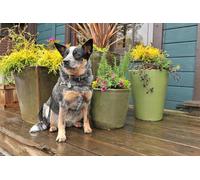 OZLHSP christmas puzzle 1500 Australian Cattle Dog 87x57cm