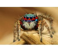 OZLHSP christmas puzzle 1500 pieces Jumping Spiders Spiders Insects Animal 87x57cm