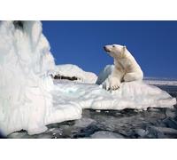 OZLHSP christmas puzzle 1500 pieces Northern Bears Ice Animals 87x57cm