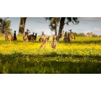 OZLHSP christmas puzzle 500 Kangaroo Australia Animals 52x38cm
