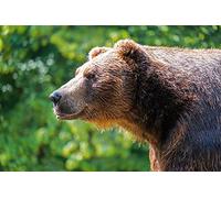 OZLHSP christmas puzzle 500 pieces Grizzly Bears Animal 52x38cm