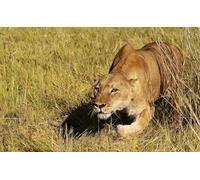 OZLHSP christmas puzzles 1000 piece Animal Lions Big Cats 75x50cm