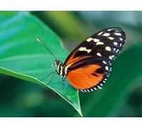 OZLHSP christmas puzzles 1000 pieces Butterflies Insects Animals 75x50cm