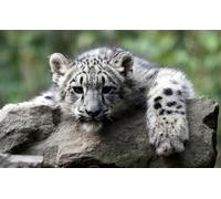 OZLHSP christmas puzzles 1500 piece Big Cats Cubs 87x57cm