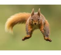 OZLHSP christmas puzzles 1500 piece Squirrel Animal 87x57cm