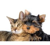 OZLHSP christmas puzzles 1500 piece Yorkshire Cats Animals 87x57cm