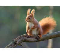 OZLHSP christmas puzzles 1500 pieces Squirrel Animal 87x57cm
