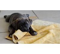 OZLHSP christmas puzzles 500 piece Cane Corso Puppy Animals 52x38cm