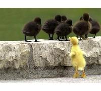 OZLHSP christmas puzzles 500 piece Chick Animal 52x38cm