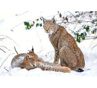 OZLHSP christmas puzzles 500 piece Lynx Big Cats Animal 52x38cm