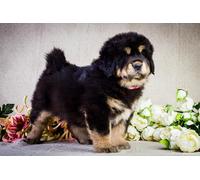 OZLHSP christmas puzzles 500 piece Tibetan Mastiff Puppies Animal 52x38cm