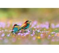 OZLHSP christmas puzzles 500 pieces Bee-eaters Animal Exotic 52x38cm