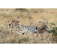 OZLHSP christmas puzzles for adults 1500 pieces Cheetahs Big Cats 87x57cm