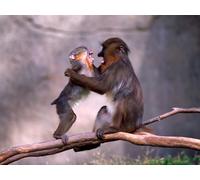 OZLHSP christmas puzzles for adults 500 pieces Monkey Animal 52x38cm