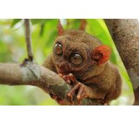 OZLHSP christmas puzzles for adults 500 pieces Philippine Tarsier Animals 52x38cm