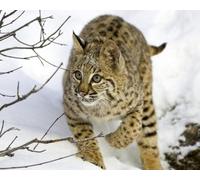 OZLHSP christmas puzzles for kids jigsaw puzzle 1000 piece Lynx Big Animals 75x50cm