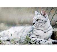 OZLHSP christmas puzzles for kids jigsaw puzzle 1500 piece Cats Animal 87x57cm