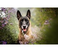OZLHSP christmas puzzles for kids jigsaw puzzle 500 piece Belgian Shepherd Animals 52x38cm