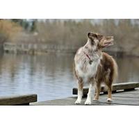 OZLHSP christmas puzzles for kids jigsaw puzzle 500 piece Border Collie Pond Animal 52x38cm