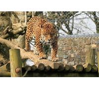 OZLHSP christmas puzzles for kids jigsaw puzzle 500 piece Jaguars Big Animals 52x38cm