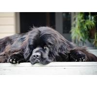 OZLHSP christmas puzzles for kids jigsaw puzzle 500 piece Tibetan Mastiff Animals 52x38cm