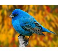 OZLHSP christmas treats for adults jigsaw puzzle 1000 piece Animal 75x50cm