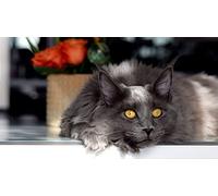 OZLHSP christmas treats for adults jigsaw puzzle 1500 piece Maine Coon Cats Animals 87x57cm