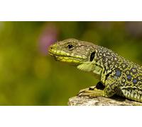 OZLHSP christmas treats for adults jigsaw puzzle 1500 piece Reptiles 87x57cm