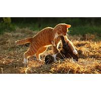 OZLHSP christmas treats for adults jigsaw puzzle 500 piece Cats Animal 52x38cm