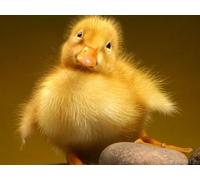 OZLHSP christmas treats for adults jigsaw puzzle 500 piece Chick Animals 52x38cm