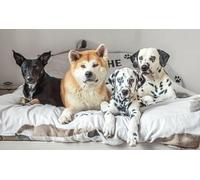 OZLHSP christmas treats for adults jigsaw puzzle 500 piece Dalmatian Akita Inu Bed Animal 52x38cm