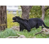 OZLHSP christmas treats for adults jigsaw puzzle 500 piece Jaguars Big Cats Animal 52x38cm