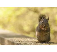 OZLHSP christmas treats for adults jigsaw puzzle 500 piece Squirrel Rodents Animals 52x38cm