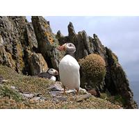 OZLHSP difficult jigsaw puzzles 1000 piece Dead Ends Animals 75x50cm