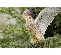 OZLHSP difficult jigsaw puzzles 1500 piece Falcon Animals 87x57cm
