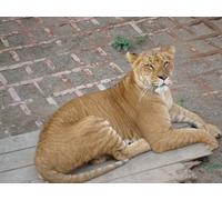 OZLHSP difficult jigsaw puzzles 1500 piece Lions Big Cats Animal 87x57cm