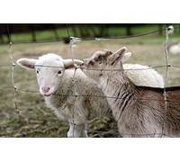 OZLHSP difficult jigsaw puzzles 500 piece Goat Animal 52x38cm