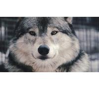 OZLHSP difficult jigsaw puzzles 500 piece Wolf Animal 52x38cm