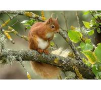 OZLHSP difficult jigsaw puzzles for adults 500 pieces Squirrel Rodents Animal 52x38cm