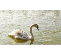 OZLHSP difficult jigsaw puzzles for adults 500 pieces Swans Animal 52x38cm