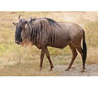 OZLHSP difficult jigsaw puzzles for adults 500 pieces Wildebeest Antelope Animals 52x38cm