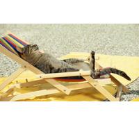 OZLHSP difficult puzzles for adults 1000 piece Cats Lounger Animals 75x50cm