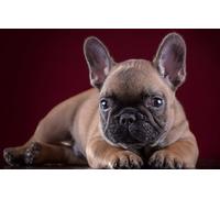 OZLHSP difficult puzzles for adults 500 piece French Bulldog Animals 52x38cm