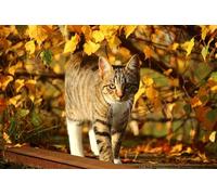 OZLHSP eeboo puzzle 1000 Cats Animals 75x50cm