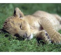 OZLHSP eeboo puzzle 1000 Lion Big Cats Animal 75x50cm