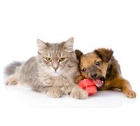 OZLHSP eeboo puzzle 1000 Puppies Cats Animals 75x50cm