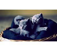 OZLHSP eeboo puzzle 1500 Cat Animals 87x57cm