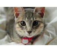 OZLHSP eeboo puzzle 500 Cats Animal 52x38cm